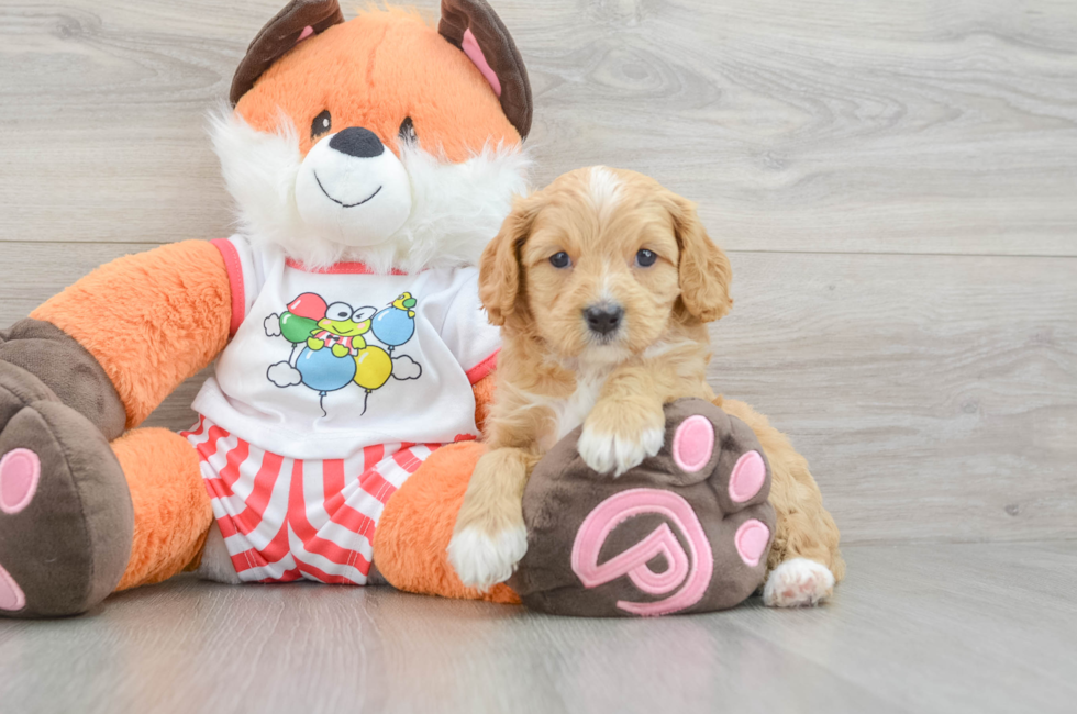 7 week old Cavapoo Puppy For Sale - Florida Fur Babies