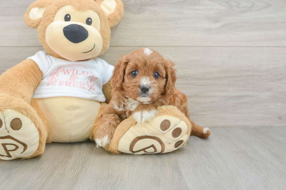 5 week old Cavapoo Puppy For Sale - Florida Fur Babies
