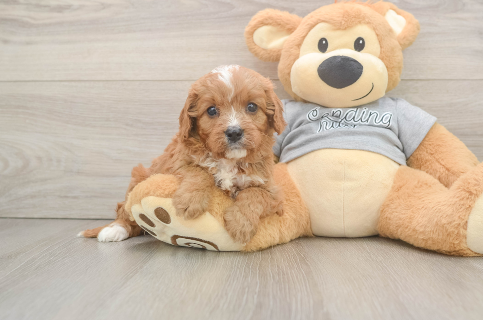 5 week old Cavapoo Puppy For Sale - Florida Fur Babies