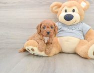 8 week old Cavapoo Puppy For Sale - Florida Fur Babies