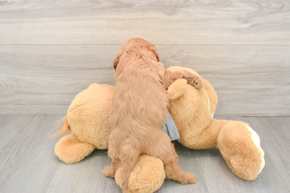 Playful Cavapoodle Poodle Mix Puppy