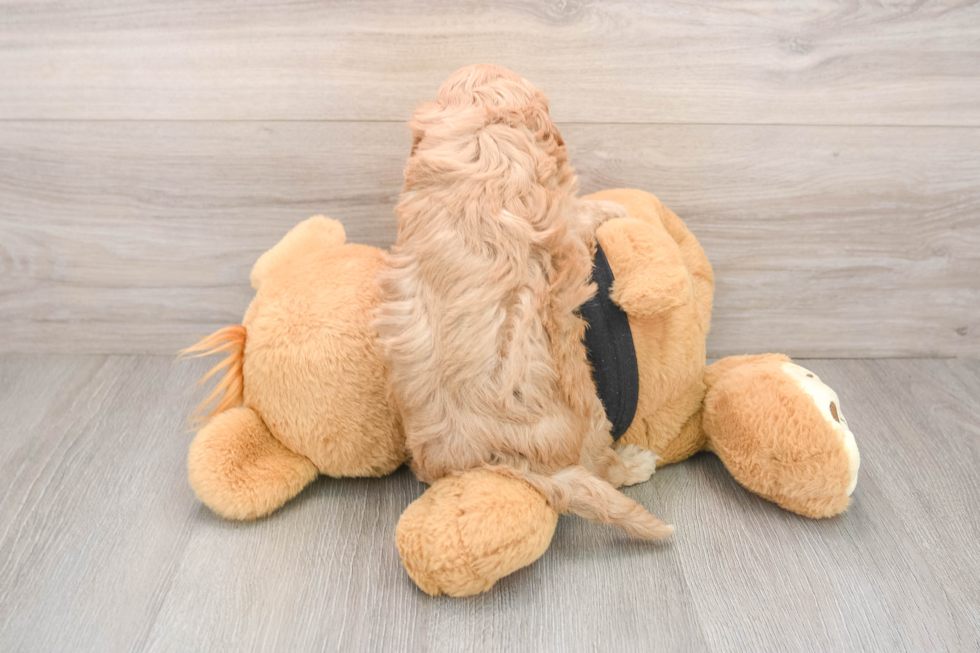 Petite Cavapoo Poodle Mix Pup