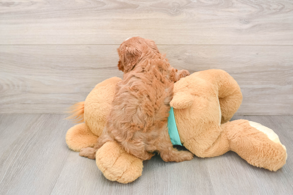 Cavapoo Pup Being Cute