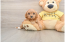 Cavapoo Puppy for Adoption
