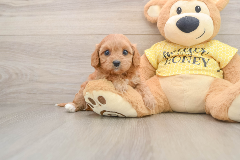 Cavapoo Puppy for Adoption