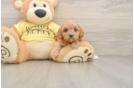 Adorable Cavalier King Charles Spaniel and Poodle Mix Poodle Mix Puppy
