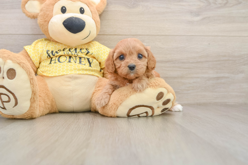 Adorable Cavalier King Charles Spaniel and Poodle Mix Poodle Mix Puppy