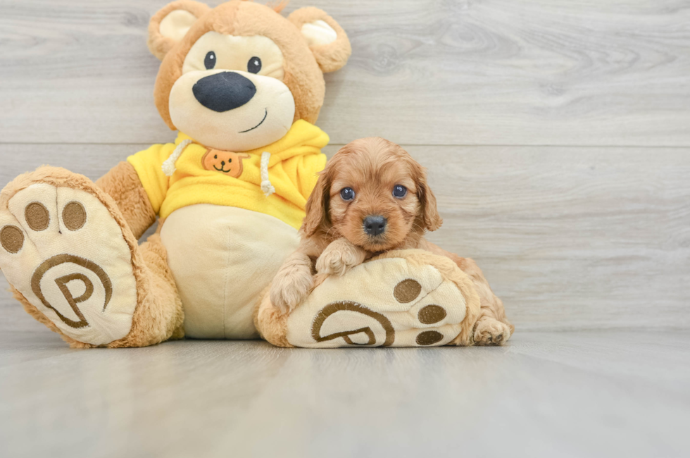 5 week old Cavapoo Puppy For Sale - Florida Fur Babies