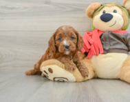 7 week old Cavapoo Puppy For Sale - Florida Fur Babies