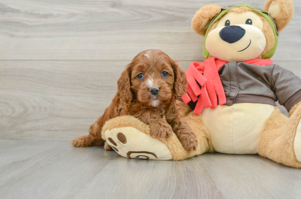 7 week old Cavapoo Puppy For Sale - Florida Fur Babies