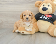 7 week old Cavapoo Puppy For Sale - Florida Fur Babies