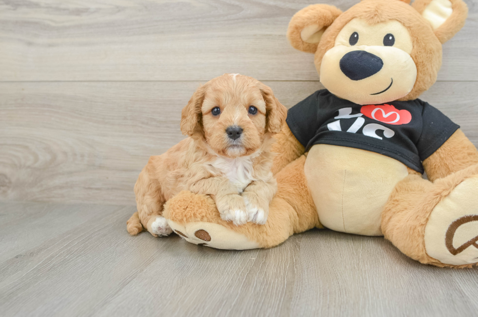 7 week old Cavapoo Puppy For Sale - Florida Fur Babies