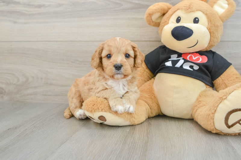 Meet Redman - our Cavapoo Puppy Photo 1/3 - Florida Fur Babies