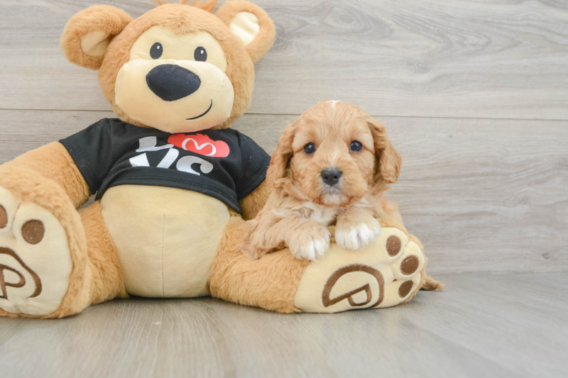 Meet Redman - our Cavapoo Puppy Photo 3/3 - Florida Fur Babies