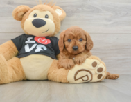 8 week old Cavapoo Puppy For Sale - Florida Fur Babies