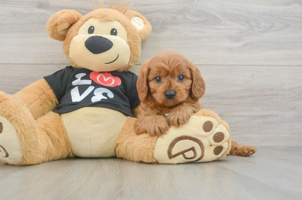 5 week old Cavapoo Puppy For Sale - Florida Fur Babies
