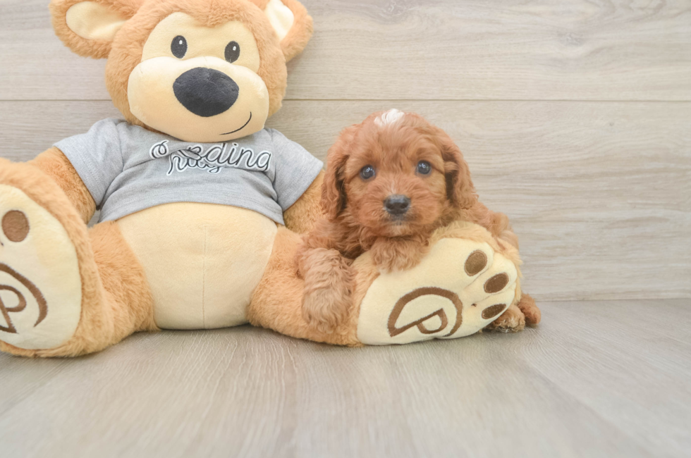 5 week old Cavapoo Puppy For Sale - Florida Fur Babies