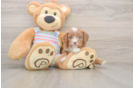 Cavapoo Pup Being Cute