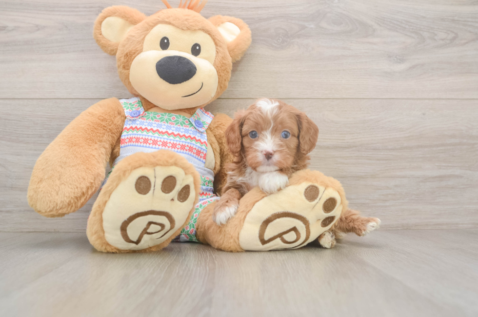 5 week old Cavapoo Puppy For Sale - Florida Fur Babies
