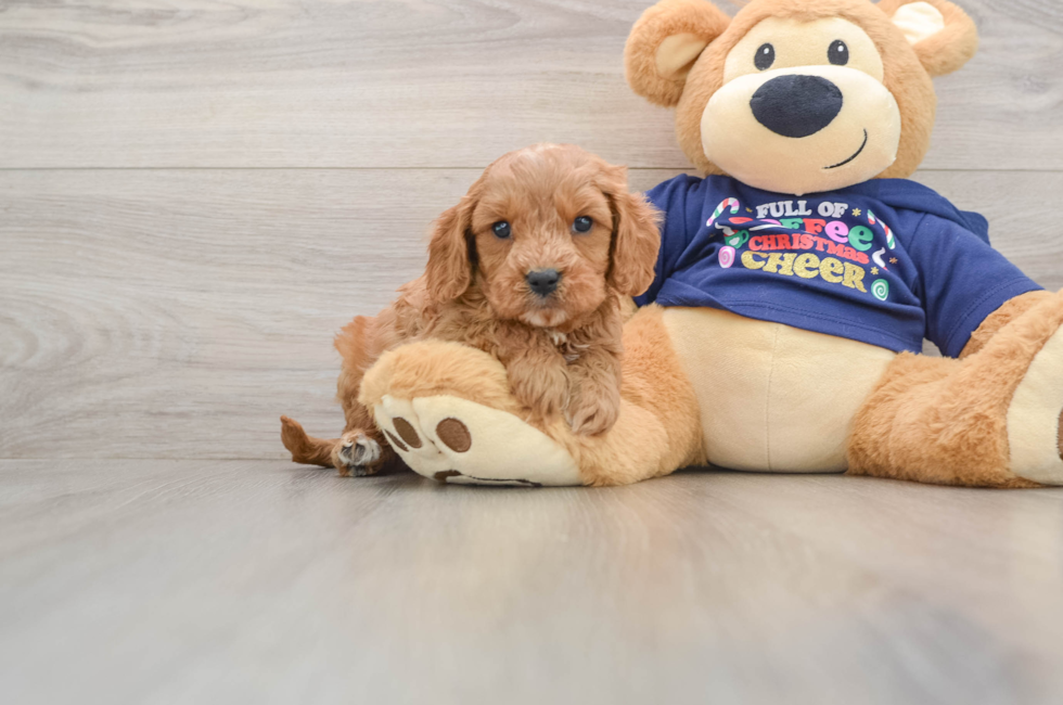 5 week old Cavapoo Puppy For Sale - Florida Fur Babies