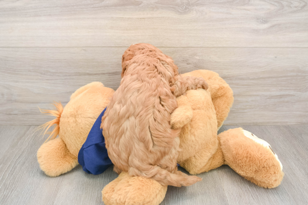 Cavapoo Pup Being Cute