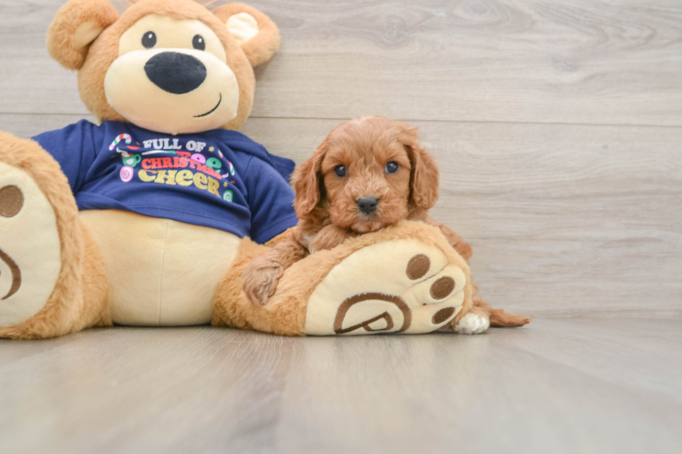 Small Cavapoo Baby