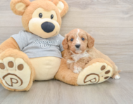 8 week old Cavapoo Puppy For Sale - Florida Fur Babies