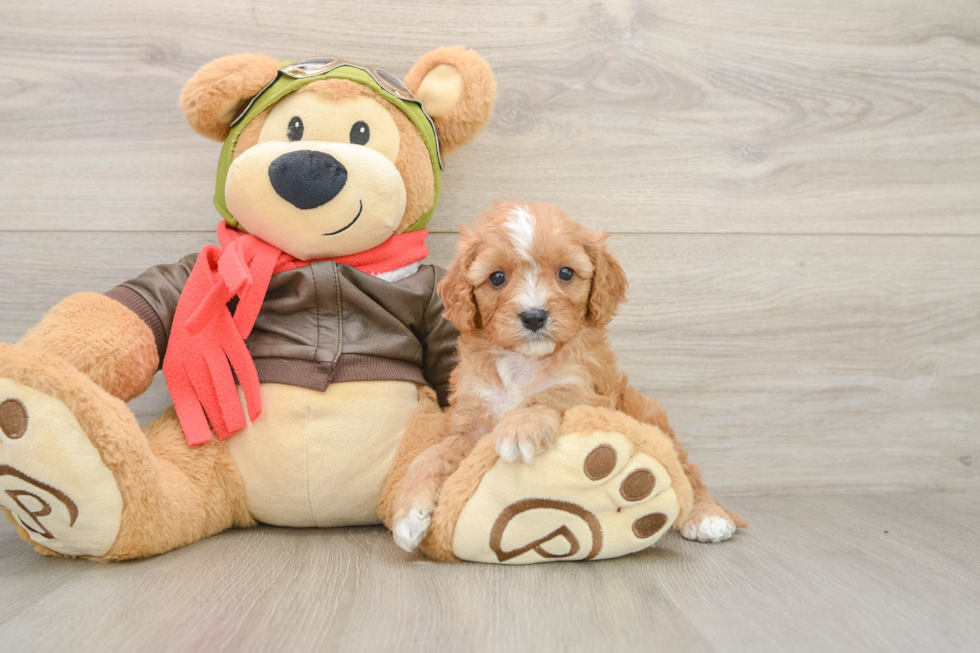 Sweet Cavapoo Baby