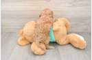 Playful Cavapoodle Poodle Mix Puppy