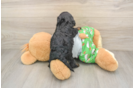 Cavapoo Puppy for Adoption