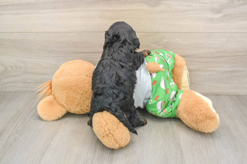 Cavapoo Puppy for Adoption