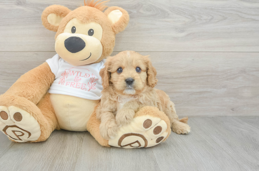 7 week old Cavapoo Puppy For Sale - Florida Fur Babies