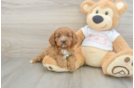 Cavapoo Pup Being Cute