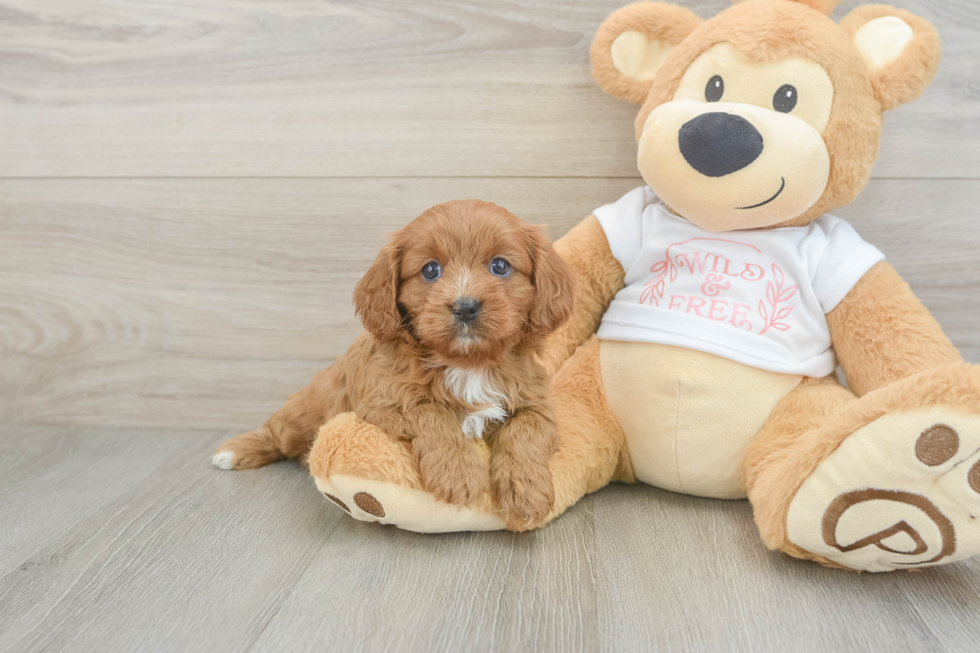 Cavapoo Pup Being Cute