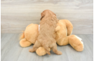 Best Cavapoo Baby