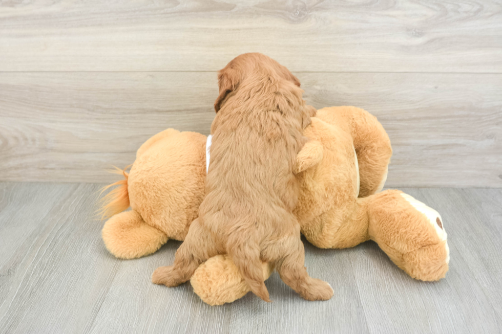 Best Cavapoo Baby