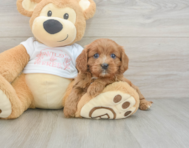 8 week old Cavapoo Puppy For Sale - Florida Fur Babies