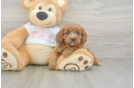 Friendly Cavapoo Baby