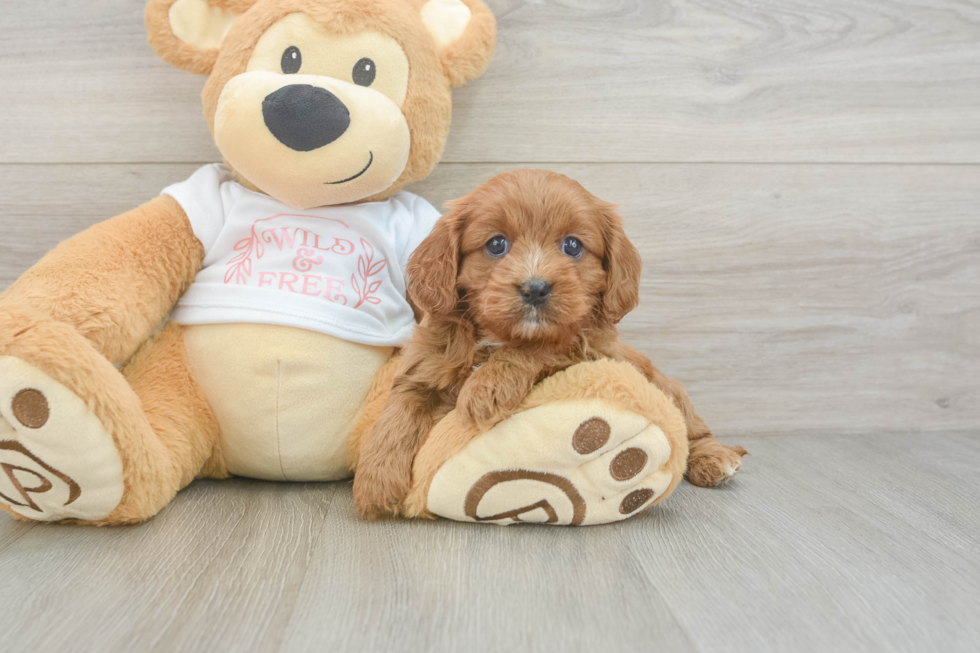 Friendly Cavapoo Baby