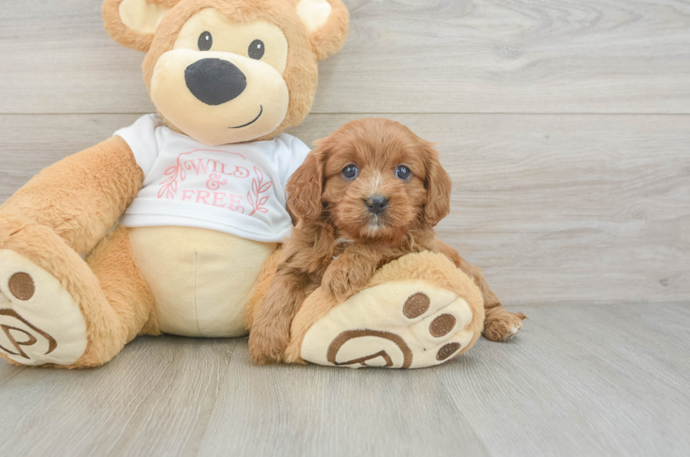 7 week old Cavapoo Puppy For Sale - Florida Fur Babies