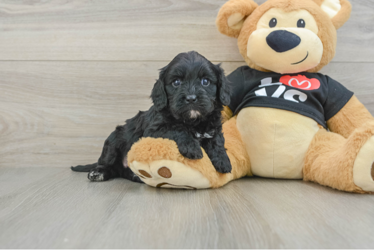 Sweet Cavapoo Baby