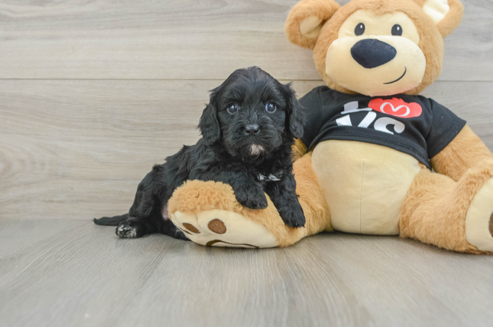 7 week old Cavapoo Puppy For Sale - Florida Fur Babies