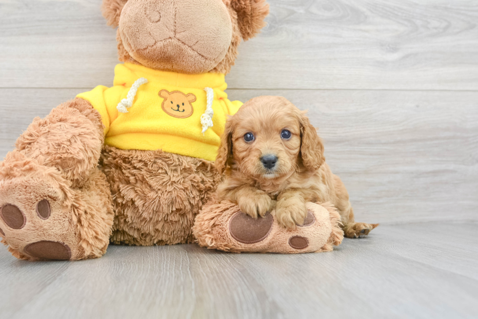 Fluffy Cavapoo Poodle Mix Pup