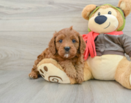 7 week old Cavapoo Puppy For Sale - Florida Fur Babies