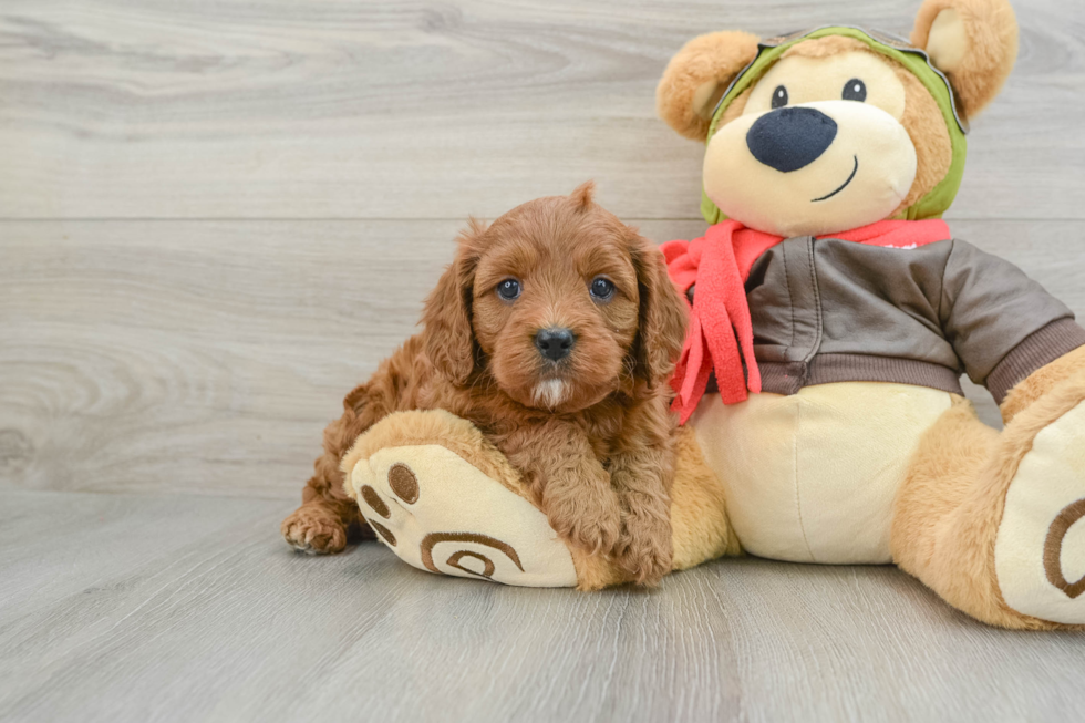 Energetic Cavoodle Poodle Mix Puppy