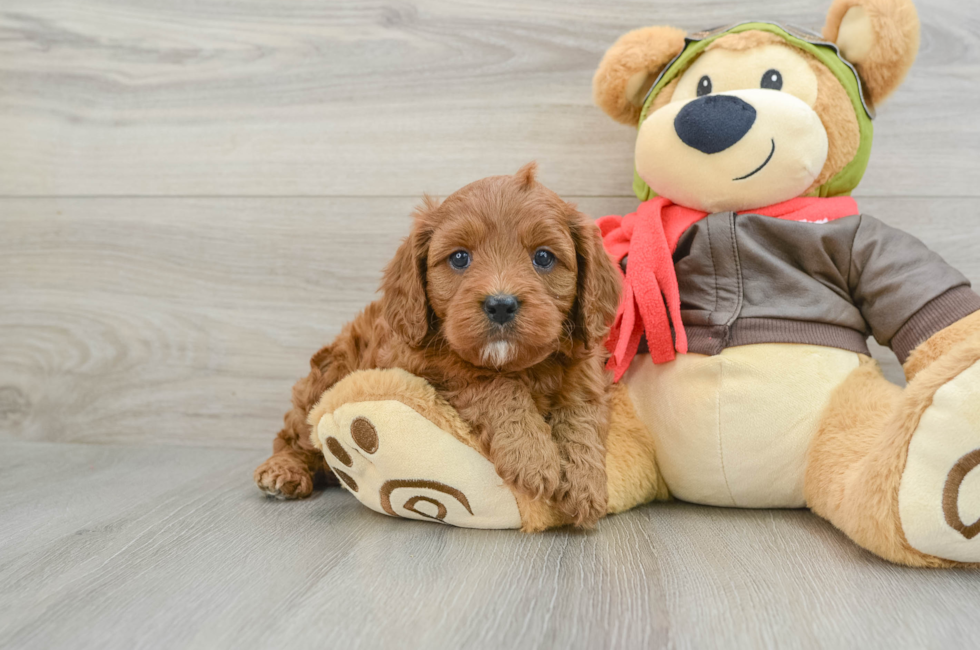 7 week old Cavapoo Puppy For Sale - Florida Fur Babies