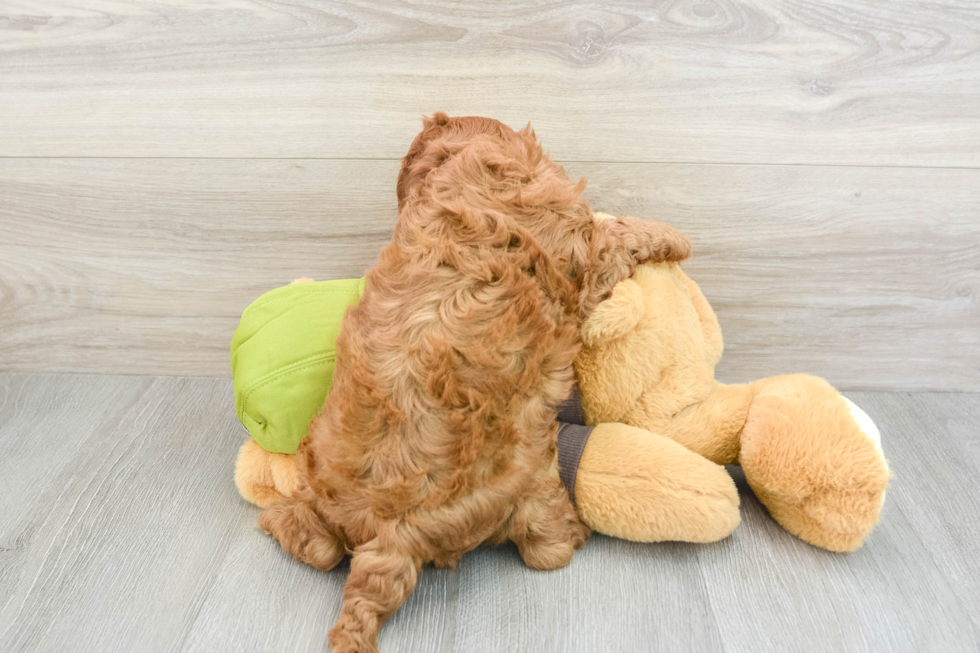 Playful Cavapoodle Poodle Mix Puppy