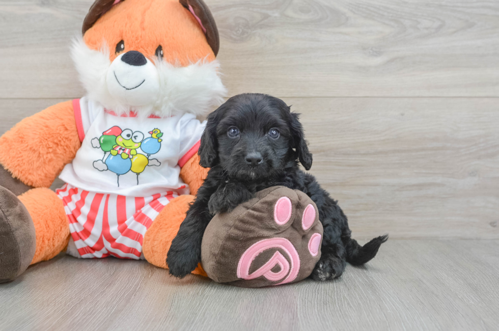 7 week old Cavapoo Puppy For Sale - Florida Fur Babies