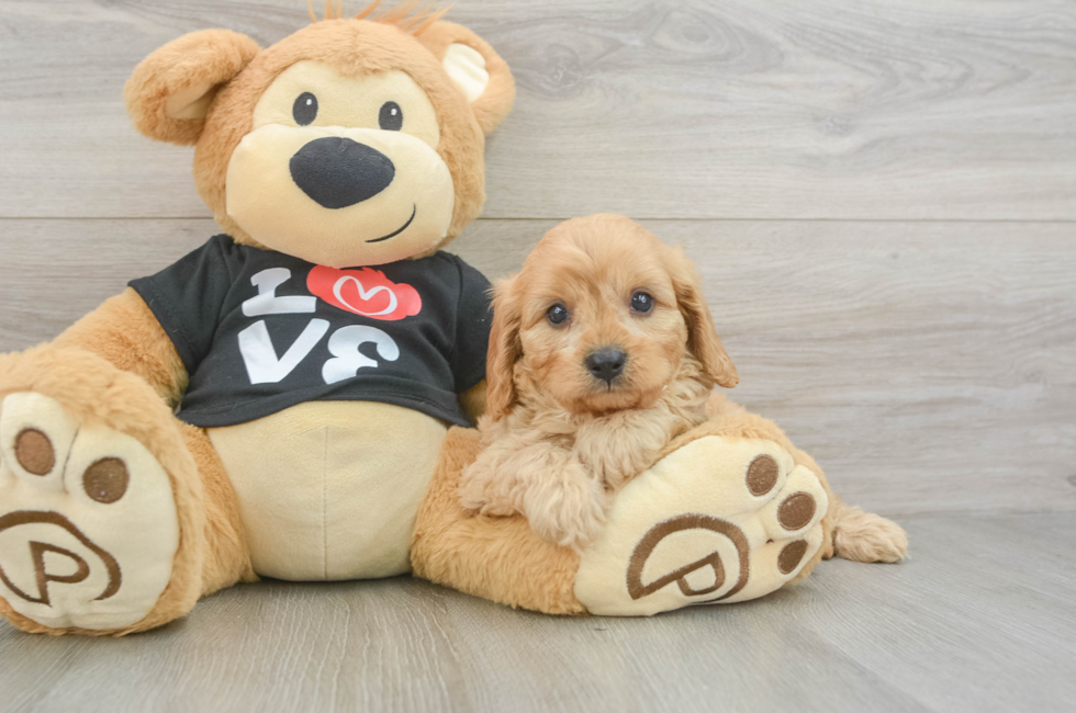 5 week old Cavapoo Puppy For Sale - Florida Fur Babies