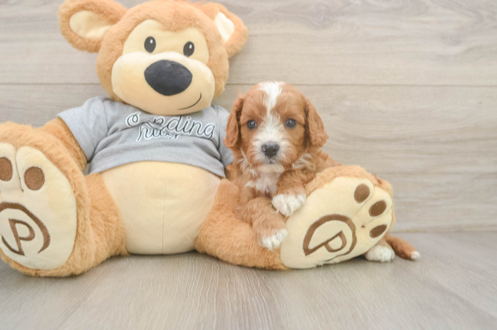 5 week old Cavapoo Puppy For Sale - Florida Fur Babies